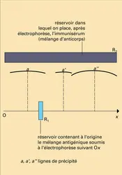 Diagramme immuno-électrophorétique - crédits : Encyclopædia Universalis France