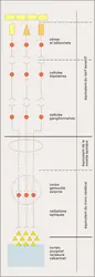 Voies optiques : structure - crédits : Encyclopædia Universalis France