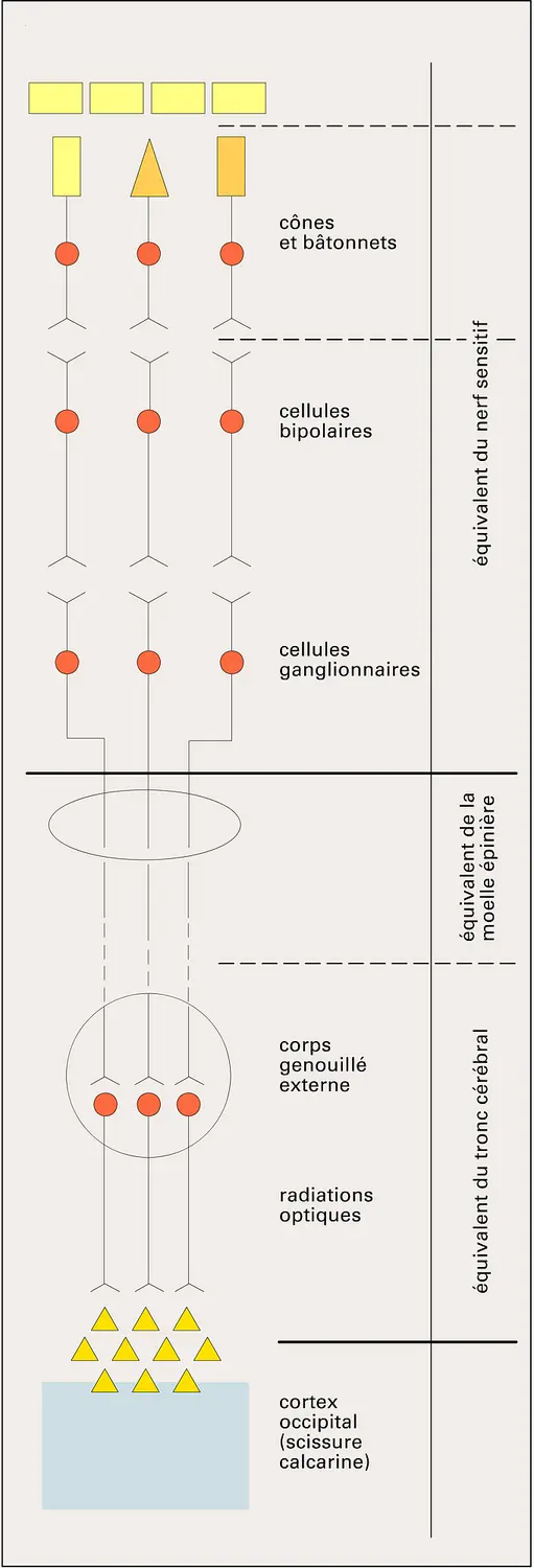 Voies optiques : structure