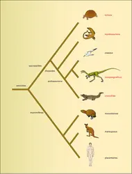 Schéma de parenté des amniotes - crédits : Encyclopædia Universalis France