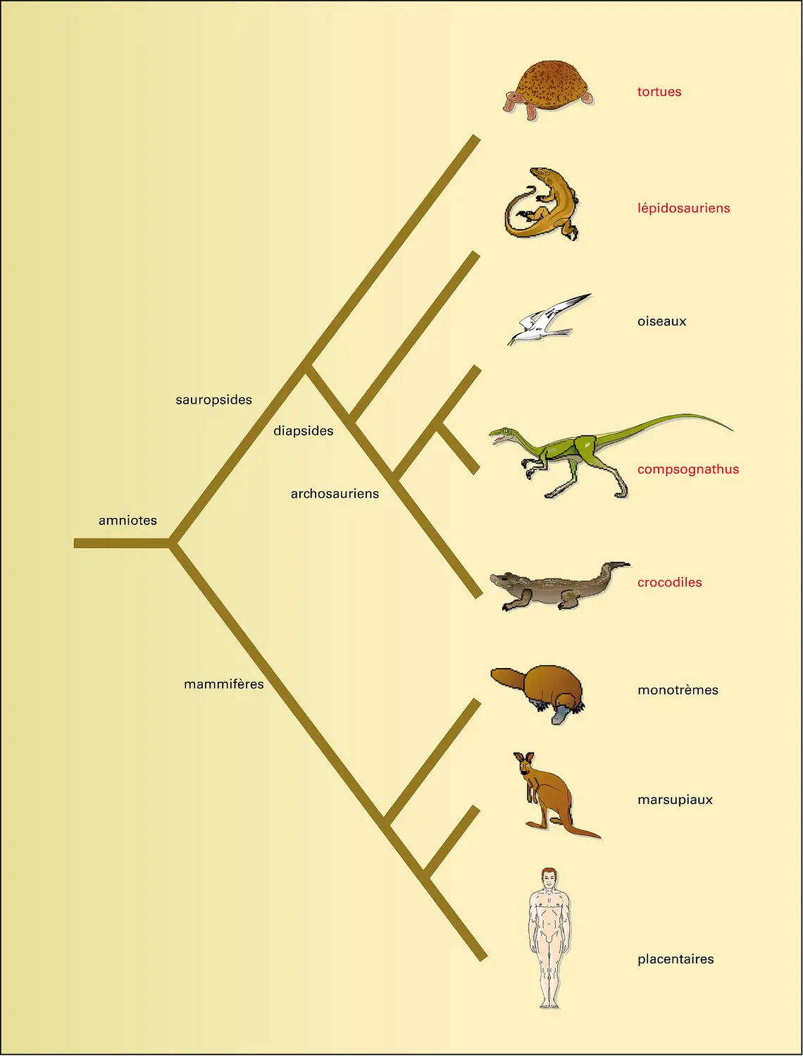 Schéma de parenté des amniotes