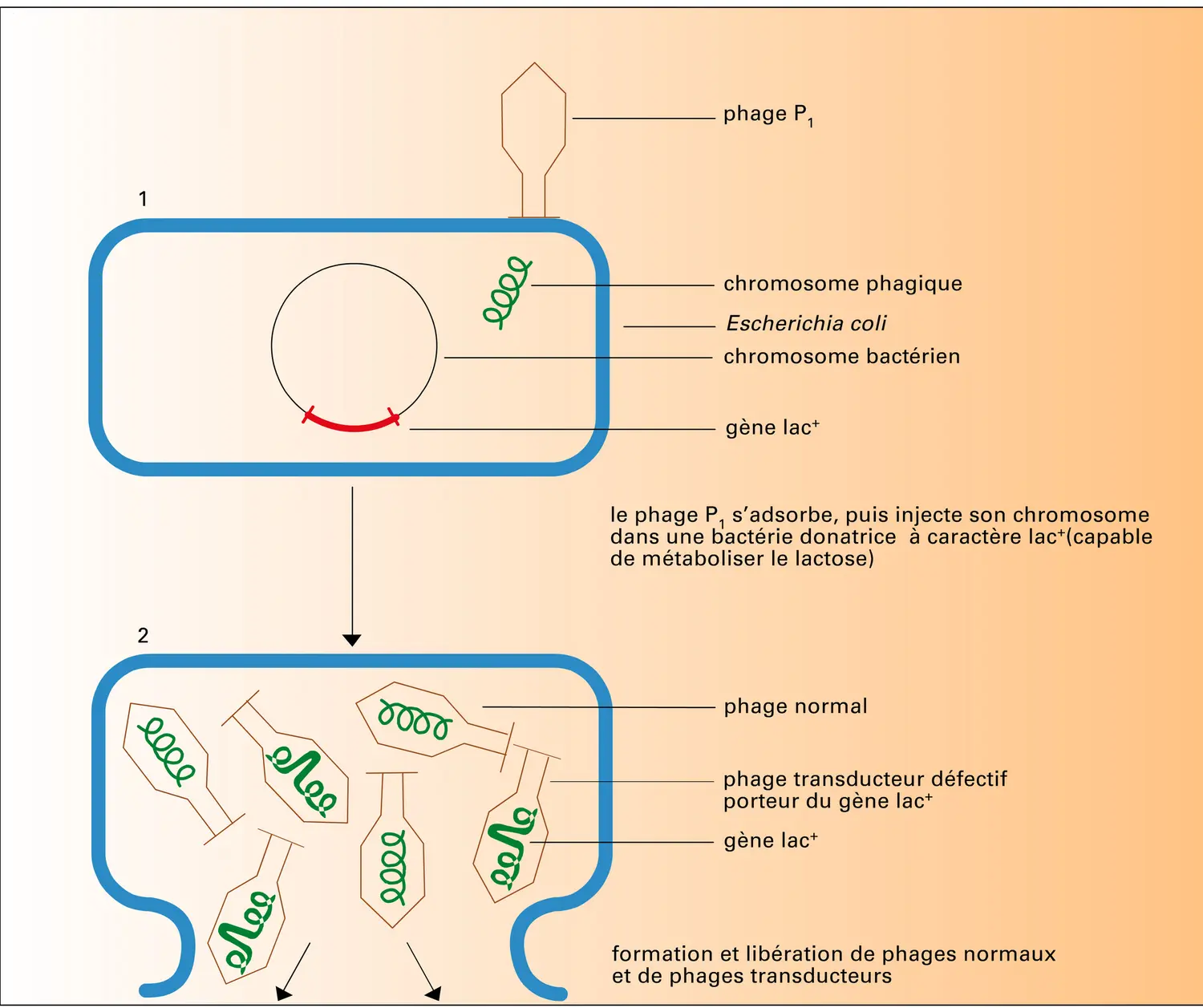 Transduction - vue 1