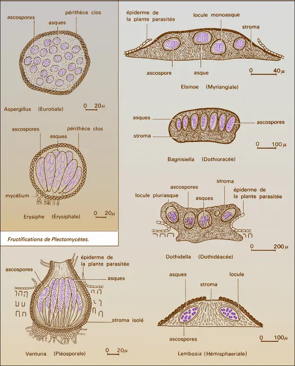 Fructifications