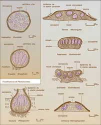 Fructifications - crédits : Encyclopædia Universalis France