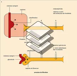 Organes excréteurs - crédits : Encyclopædia Universalis France