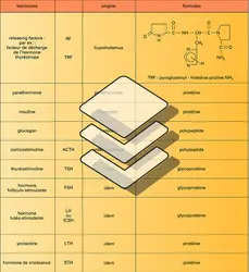 Vertébrés : hormones peptidiques et protidiques - crédits : Encyclopædia Universalis France