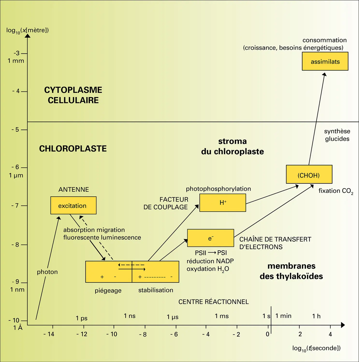 Ensemble des fonctions élémentaires