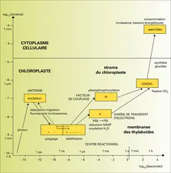 Ensemble des fonctions élémentaires - crédits : Encyclopædia Universalis France