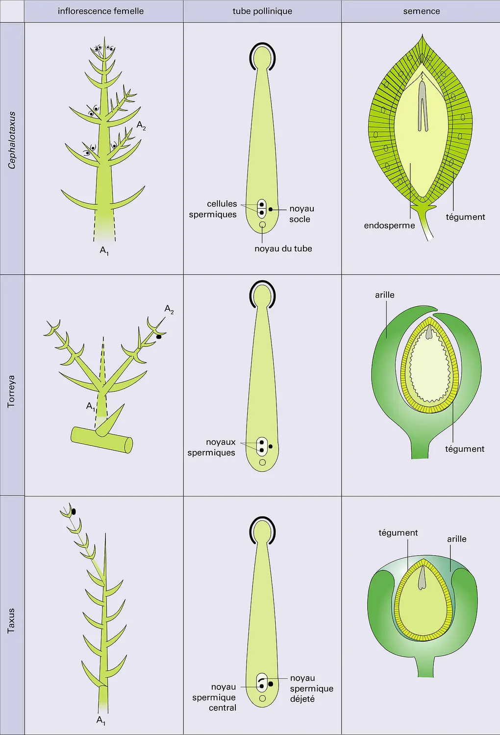 Appareils reproducteurs