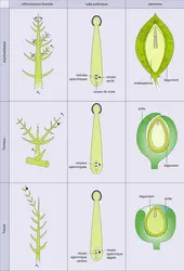 Appareils reproducteurs - crédits : Encyclopædia Universalis France