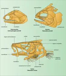 Crâne, mâchoires et suspensorium - crédits : Encyclopædia Universalis France