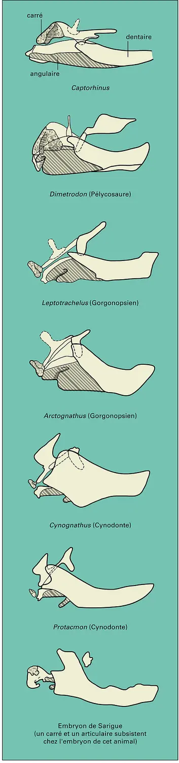 Reptiles mammaliens : mandibule