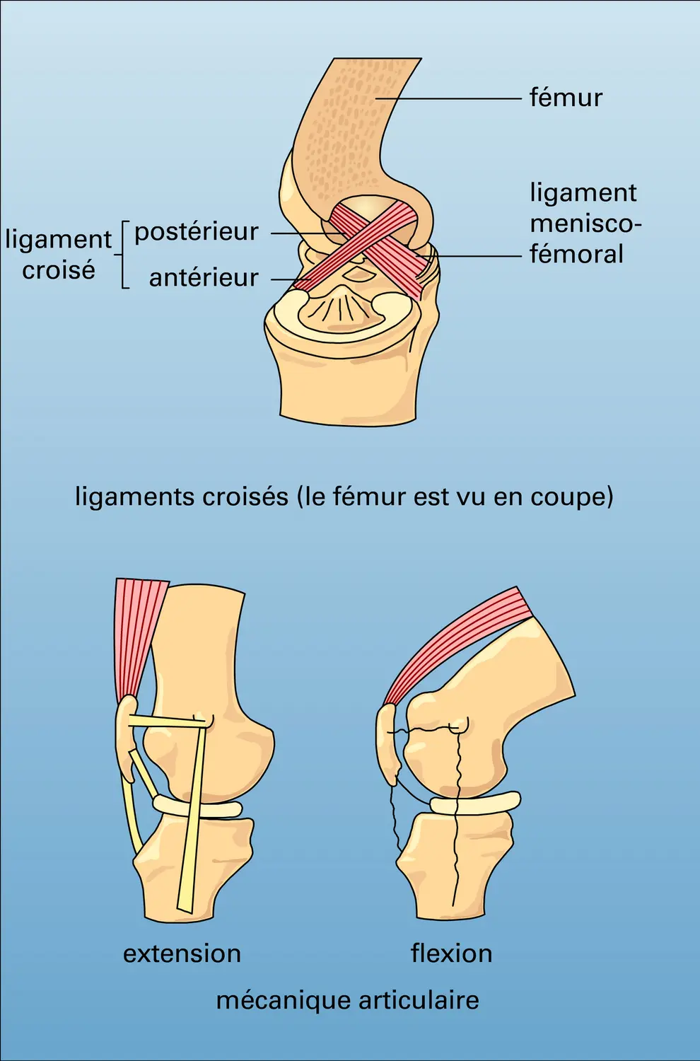 Genou : appareil ligamentaire - vue 2