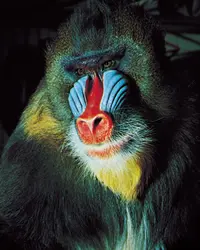 Mandrill - crédits : George H. Harrison from Grant Heilman