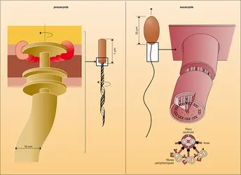 Nage des cellules - crédits : Encyclopædia Universalis France