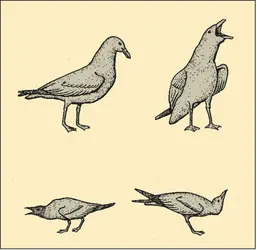 Comportement animal : postures de menace chez les goélands - crédits : Encyclopædia Universalis France