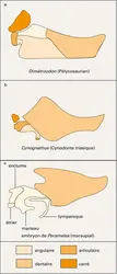 Mammifères : mandibules - crédits : Encyclopædia Universalis France