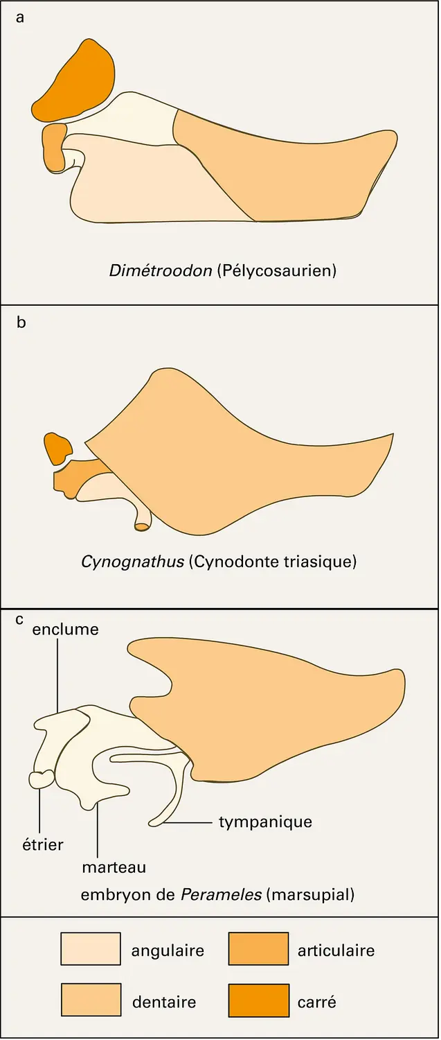 Mammifères : mandibules