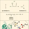 Rôle du zinc dans l’anhydrase carbonique - crédits : Encyclopædia Universalis France