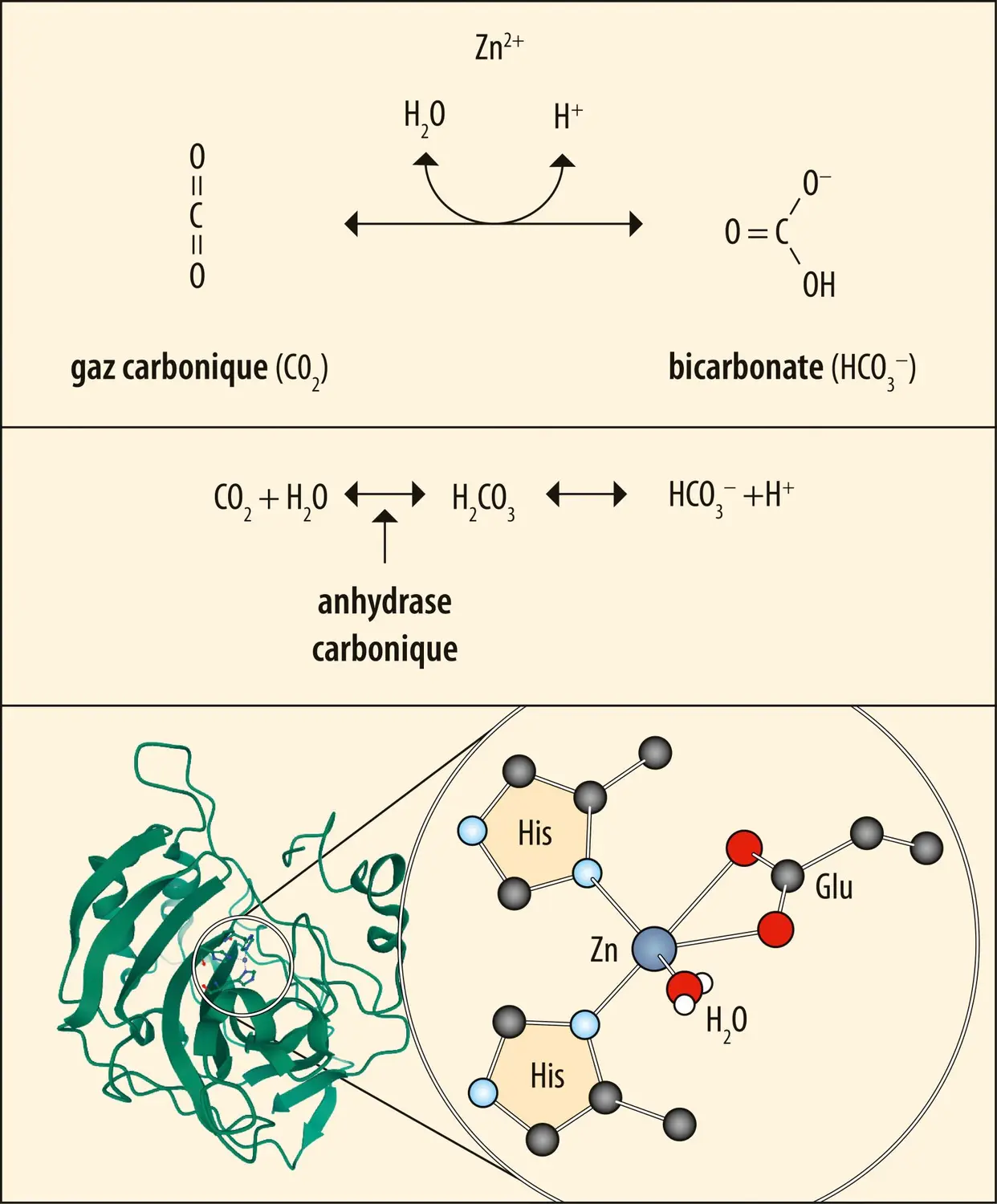 Rôle du zinc dans l’anhydrase carbonique