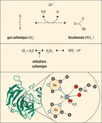 Rôle du zinc dans l’anhydrase carbonique - crédits : Encyclopædia Universalis France