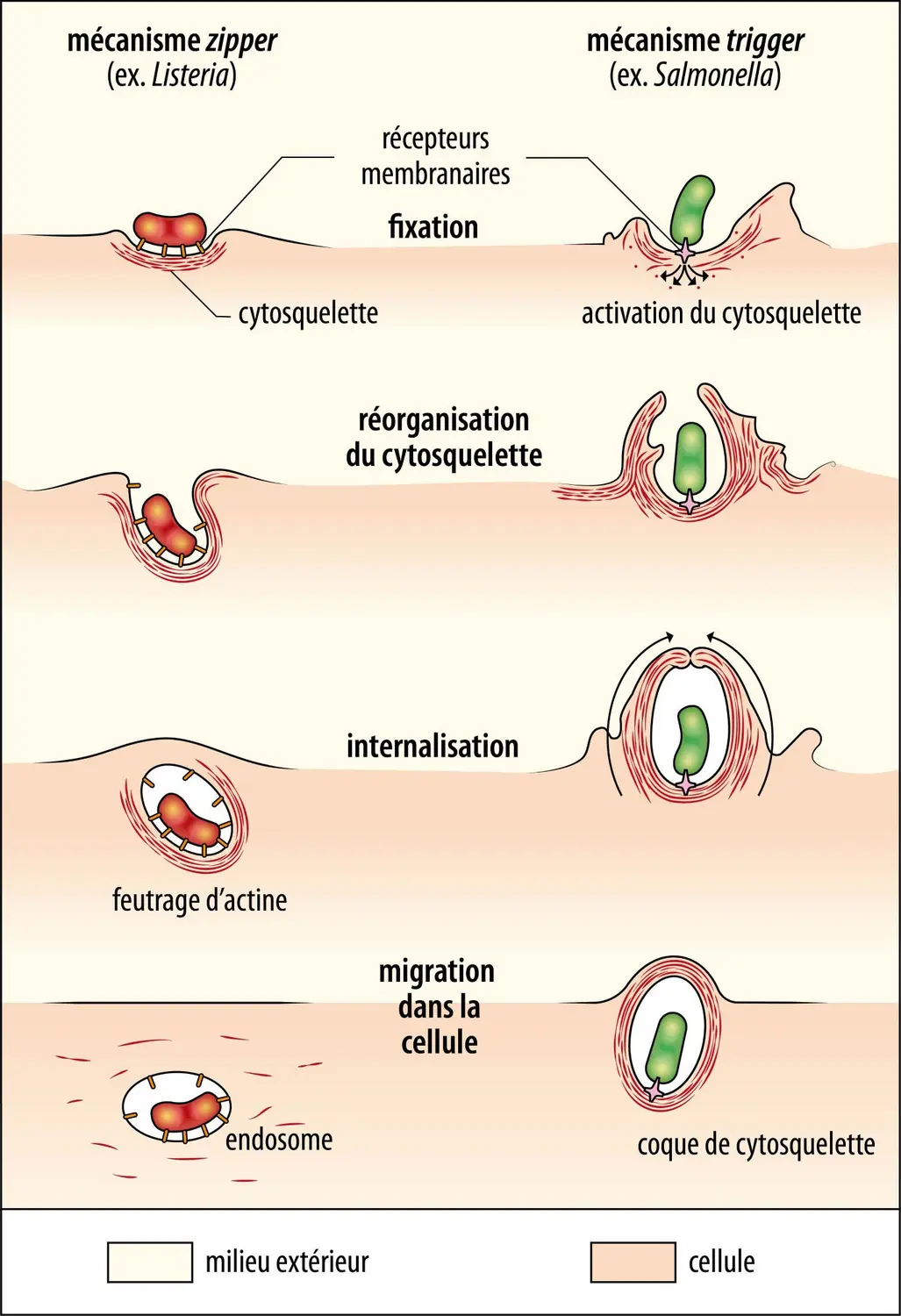 Mécanismes de pénétration des bactéries dans les cellules