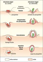 Mécanismes de pénétration des bactéries dans les cellules - crédits : Encyclopædia Universalis France