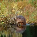 Castor du Canada - crédits : Darrell Gulin/  the Image Bank/Getty Images