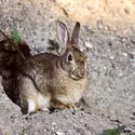 Lapin de garenne - crédits : Werner Layer/ Gamma-Rapho/ Getty Images