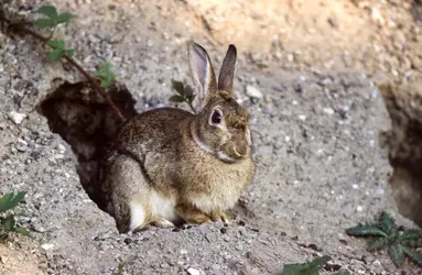 Lapin de garenne - crédits : Werner Layer/ Gamma-Rapho/ Getty Images