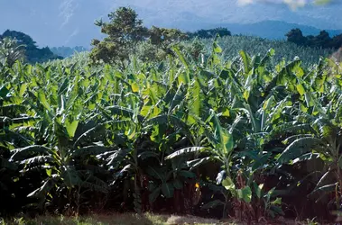 Plantation de bananes en Guadeloupe - crédits : DeAgostini/ Getty Images