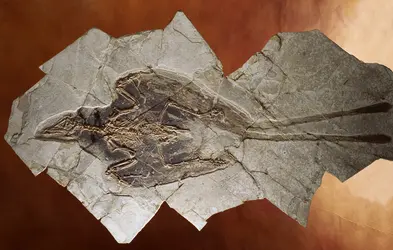Oiseau fossile <em>Confuciusornis sanctus</em> - crédits : Layne Kennedy/ CORBIS/ Corbis Documentary/ Getty Images