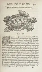 La « tortue couverte d’escorce » de Guillaume Rondelet - crédits : Bibliothèque nationale de France