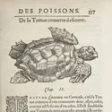 La « tortue couverte d’escorce » de Guillaume Rondelet - crédits : Bibliothèque nationale de France