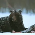 Ours brun en Finlande - crédits : Rémy Marion/ Poles d'images