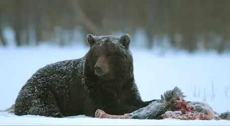 Ours brun en Finlande - crédits : Rémy Marion/ Poles d'images