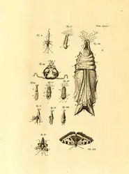 Origine de la théorie des emboîtements (préformation) - crédits : Bibliothèques de l'Université de Strasbourg (document BNU en dépôt)