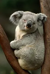 Koala - crédits : John Warden/ The Image Bank/ Getty Images