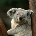 Koala - crédits : John Warden/ The Image Bank/ Getty Images