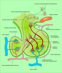 Irrigation hypothalamo-hypophysaire - crédits : Encyclopædia Universalis France