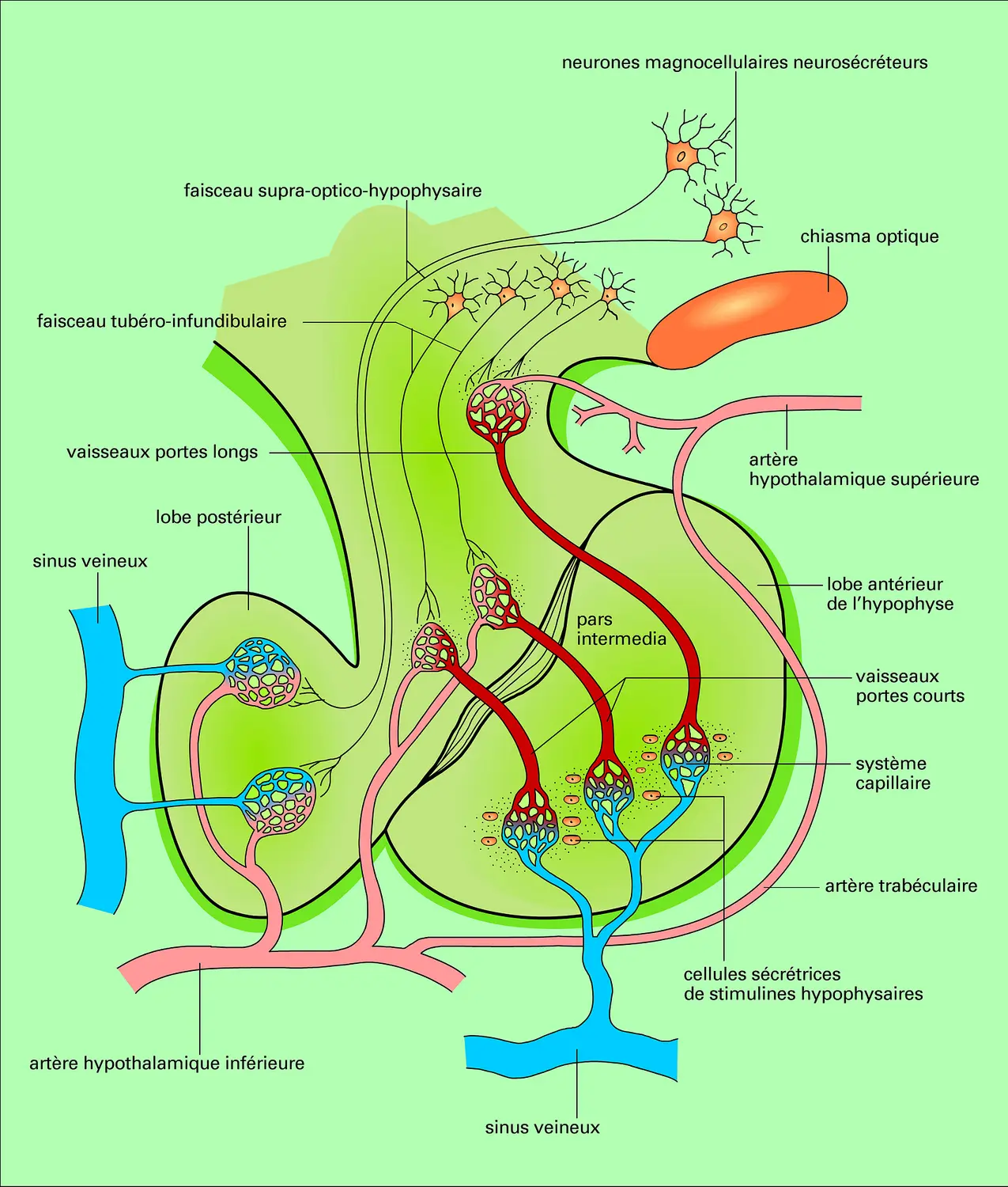 Irrigation hypothalamo-hypophysaire