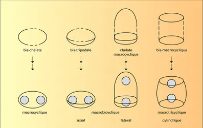 Cryptates dinucléaires - crédits : Encyclopædia Universalis France