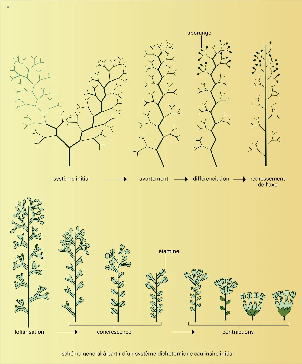 Phylogenèse de la fleur - vue 1