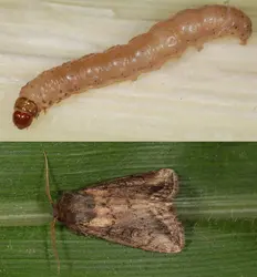 Noctuelle africaine, insecte ravageur du maïs
 - crédits : IRD