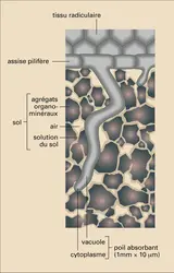 Assise pilifère d'une racine - crédits : Encyclopædia Universalis France