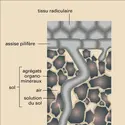Assise pilifère d'une racine - crédits : Encyclopædia Universalis France