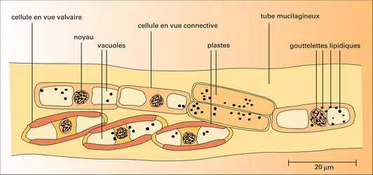 Navicula gelida - crédits : Encyclopædia Universalis France