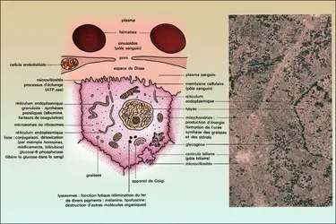 Hépatocyte - crédits : Encyclopædia Universalis France