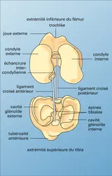 Genou : surfaces articulaires - crédits : Encyclopædia Universalis France