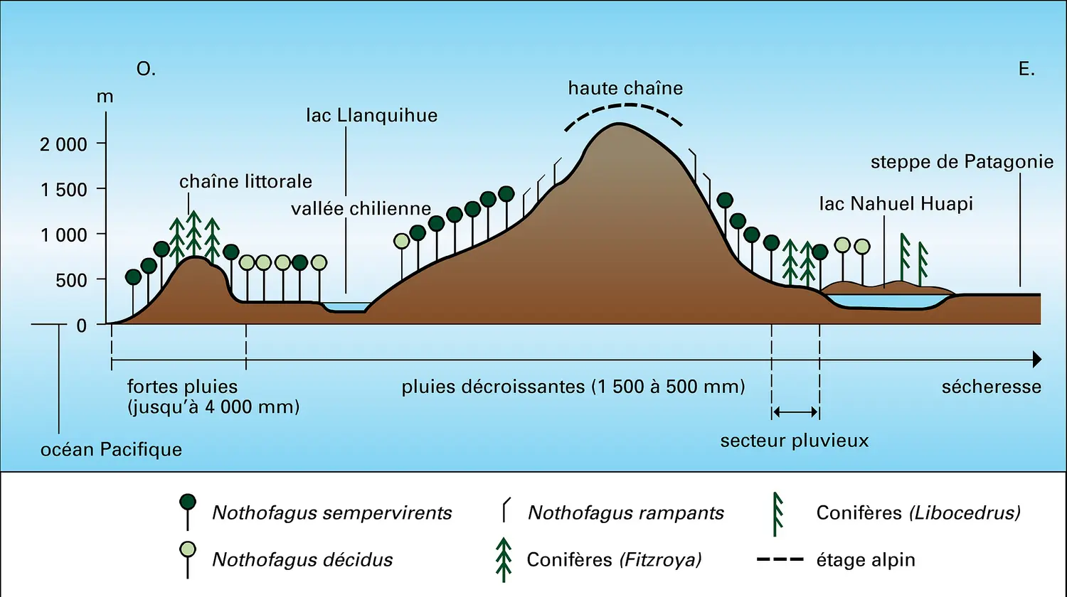 Cordillère des Andes : essences forestières